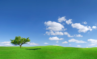 Fototapeta na wymiar Idyllic landscape, lonely tree among green fields