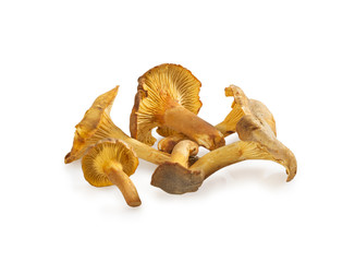 Chanterelle mushrooms isolated on white background.