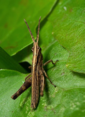 Macro Photo of Grasshopper on Green Leaf