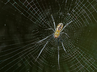 Macro Photo of Spiders are on the Web Isolated on Nature Background