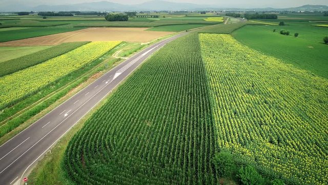 Aerial view of straight road between fields of sunflower and corn.