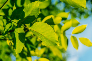 Fototapeta na wymiar Backlit Fresh Green Tree Leaves In Summer