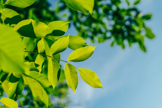 Backlit Fresh Green Tree Leaves In Summer