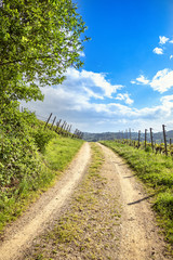 Winding road in green vineyard landscape