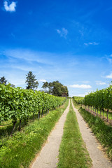 Fototapeta na wymiar Straight road through green vineyard landscape