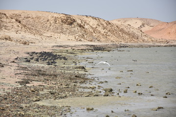 Czapla poluje na ryby na wybrzeżu Morza Czerwonego. Egipt © Iwona