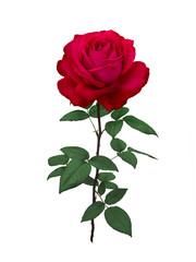 Obraz premium Jasnoczerwona róża z zielonymi liśćmi