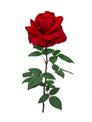 Obraz premium Jaskrawoczerwona róża z zielonymi liśćmi