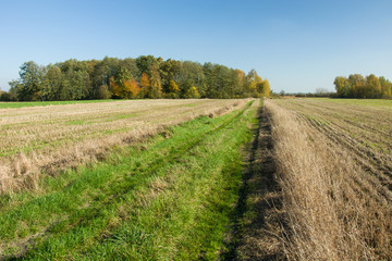 Fototapeta premium Road through fields to the forest