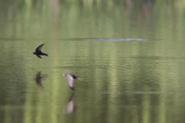 An adult Common swift (Apus apus) flying in high speed to the lake to drink water. With in the background green water cause of the reflection of trees.