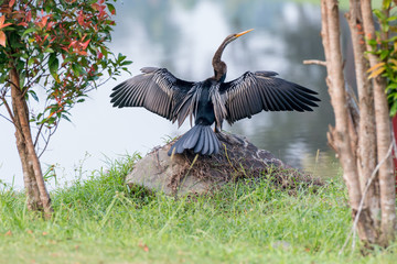 Borneo Snake Bird