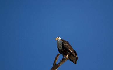 Juvenile Fish eagle at Blue hour
