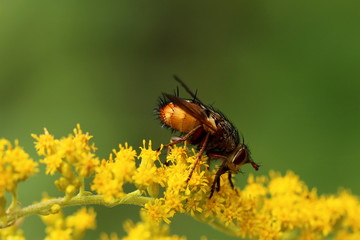 Igelfliege -Tachinidae