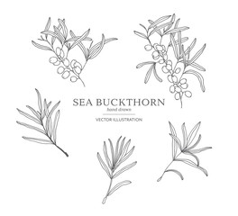Hand drawn sea buckthorn branches
