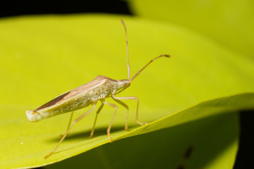A stink bug