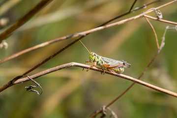 Grasshopper on Stem in Summer
