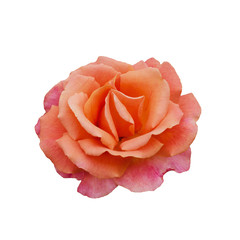 beautiful orange rose