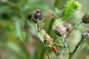 Grasshopper on Thistle Stem in Summer
