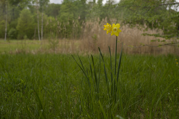 Osterglocke, gelbe Narzisse