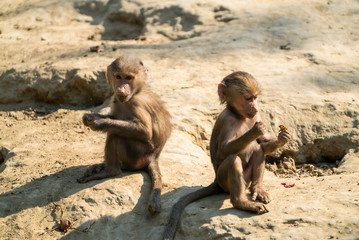 monkey on the mountain. the nyiregyhaza zoo 