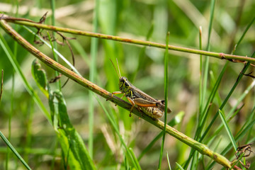 Grasshopper on Stem in Summer