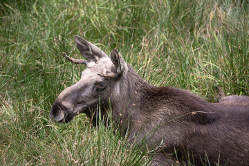 Moose laying on the grass in Bayerischer Wald National Park, Germany