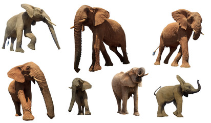 African Elephants isolated on white background