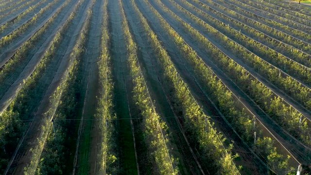 Apple plantation, orchard with anti hail net for protection from above, aerial shot, natural disaster and severa weather protection in agriculture, fruit production