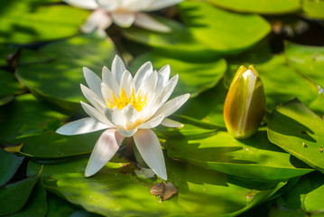 lotus flower on the lake 