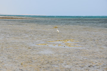 Czapla poluje na ryby na wybrzeżu Morza Czerwonego. Egipt