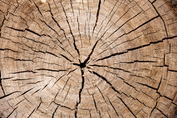 wood log end cut, annual rings and cracks running from the center, abstract texture background
