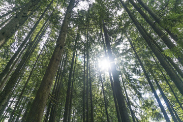 Forest trees from below looking up to canopy