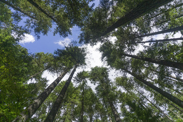 Forest trees from below looking up to canopy