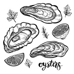 Oysters vector illustration. Seafood sketches of clams.