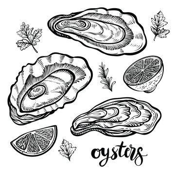 Oysters vector illustration. Seafood sketches of clams.