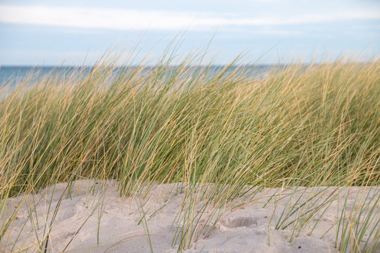 Gr&auml;ser am Strand