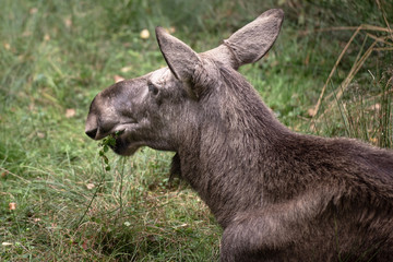 Moose laying on the grass in Bayerischer Wald National Park, Germany