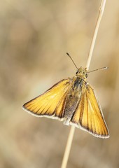 Rostbrauner Dickkopffalter