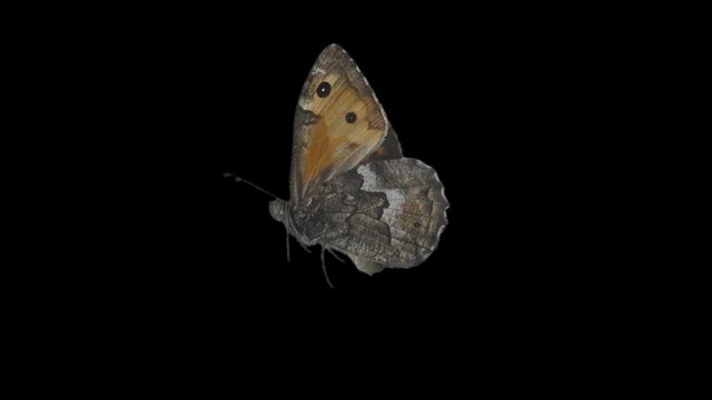 Chromakey butterfly looped footage Animated object with eternal cycle