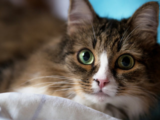  fluffy domestic cat sleeps on the master's bed. 