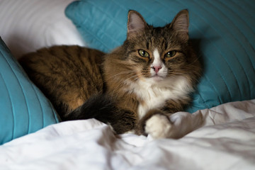  fluffy domestic cat sleeps on the master's bed. 