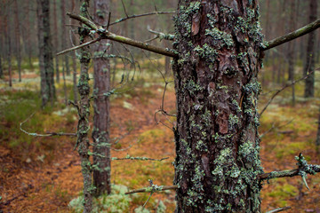 Moss in the Northern forest. The pine trunk is overgrown with moss. 
