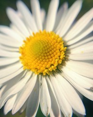 foto macro natura