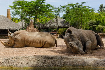 Big rhinoceros lying on the sand near the water in the zoo