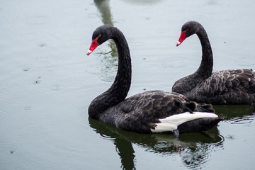 Black swan. Two black swans swim in lake.