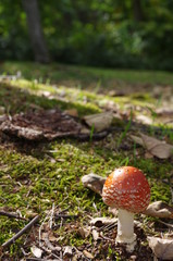 ベ二テングタケ