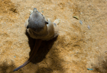 Isolated meerkat sitting on the sand. Photo made from the top