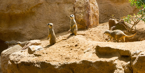 Group of meerkat animals in the zoo