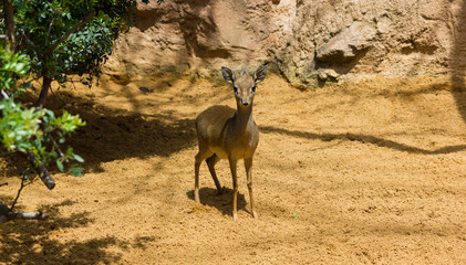 Photo of Madoqua Kirkii on the sand in the zoo