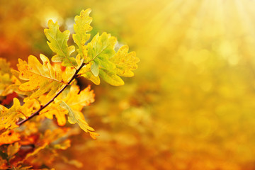 Yellow autumn oak leaves isolated on sunny background.